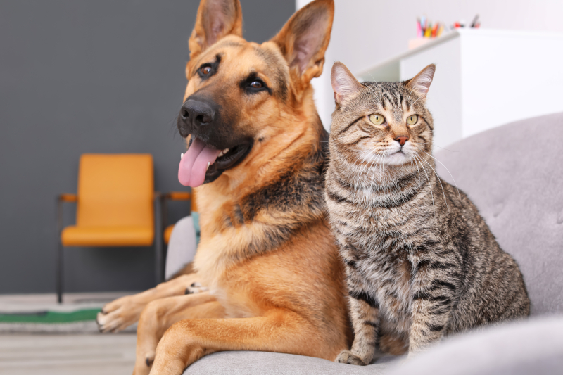 Professional Pet Wellness Care in Greenwood, South Carolina