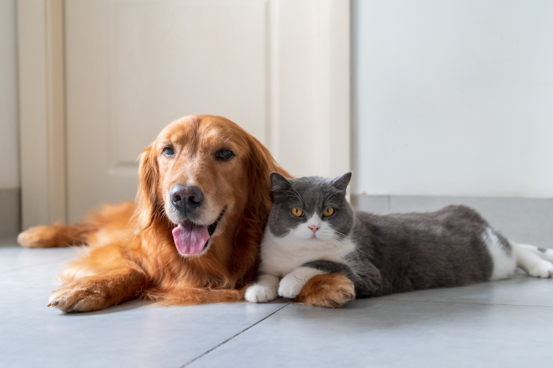 Expert Pet Wellness Care in Greenwood, South Carolina