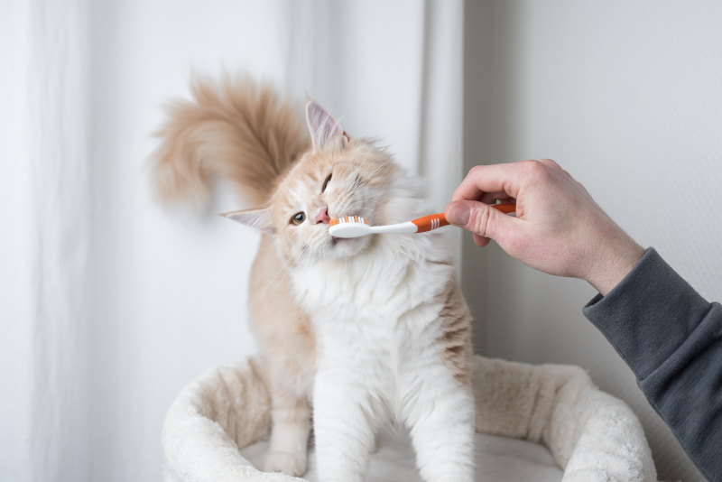 Pet Dental Care in Greenwood, South Carolina